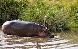 TANZANIA - Serengeti National Park - Hippo con cucciolo - 1